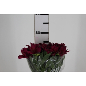ALSTROEMERIA NAPOLI 080 CM
