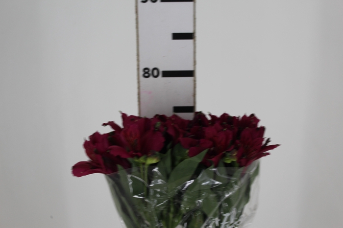 <h4>ALSTROEMERIA NAPOLI 080 CM</h4>