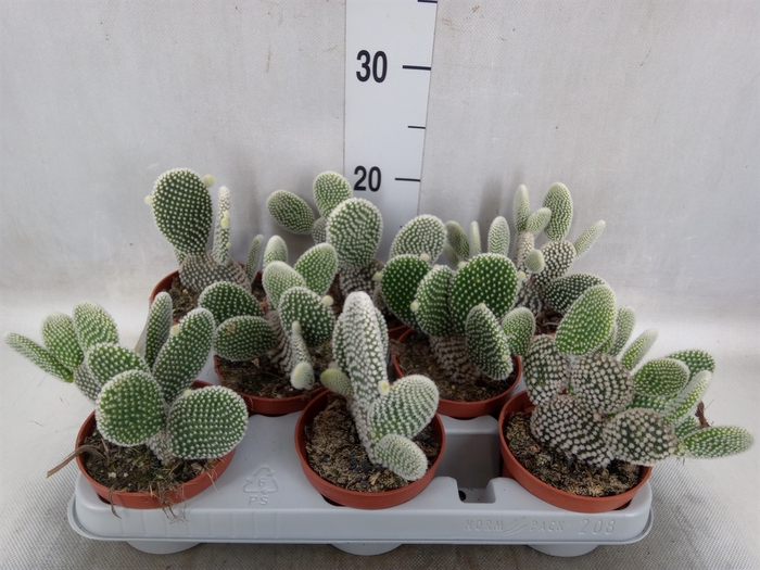 <h4>Opuntia microdasys 'Albispina'</h4>