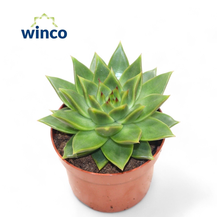<h4>Echeveria Ebony Green</h4>