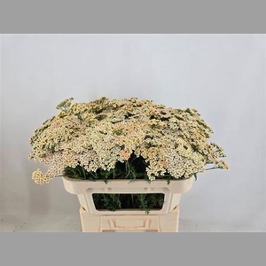 Achillea M Cleopatra