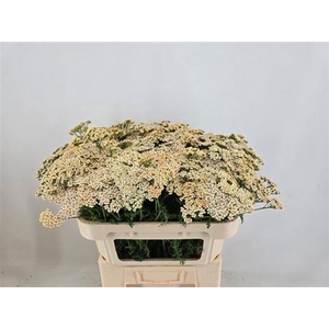 Achillea M Cleopatra