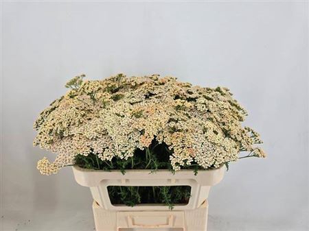 <h4>Achillea M Cleopatra</h4>