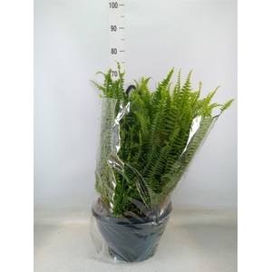 Nephrolepis exal. 'Green Lady'
