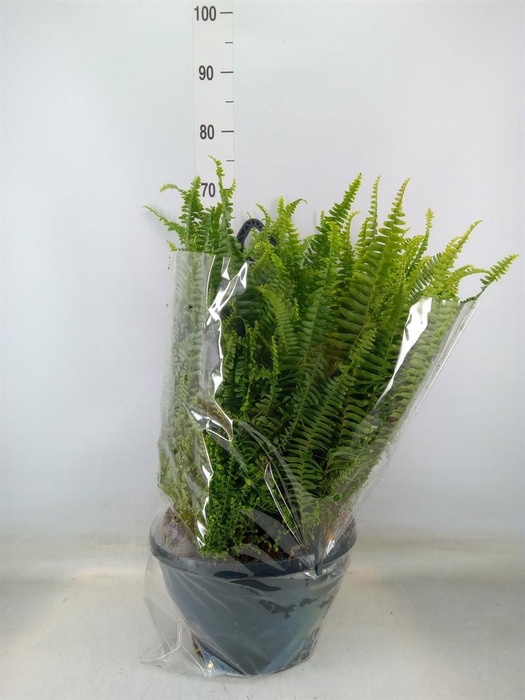 <h4>Nephrolepis exal. 'Green Lady'</h4>