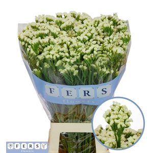 LIM S STARLIGHT WING