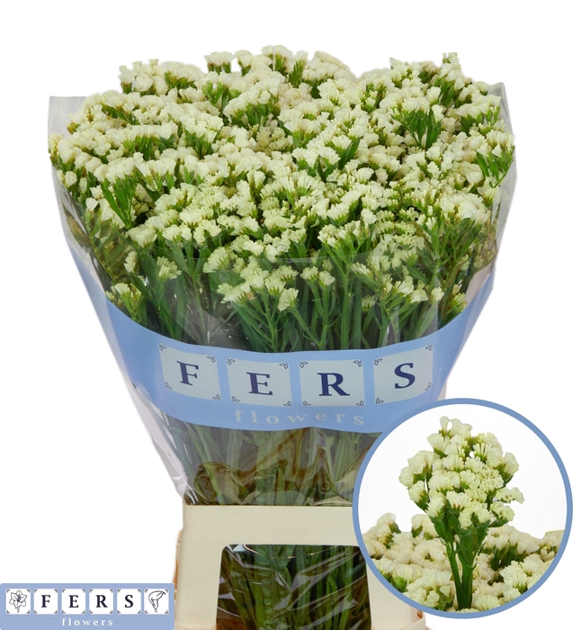 <h4>LIM S STARLIGHT WING</h4>