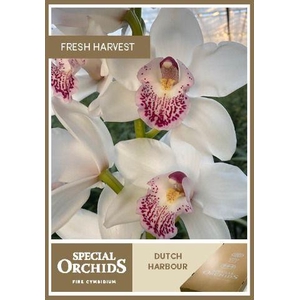 CYMB T DUTCH HARBOUR .