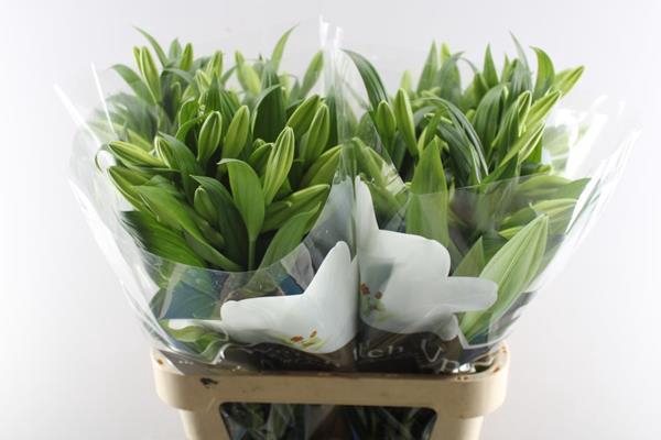 <h4>Li Lf Watch Up 3+</h4>