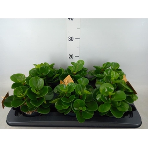 Peperomia obt. 'Green Gold'