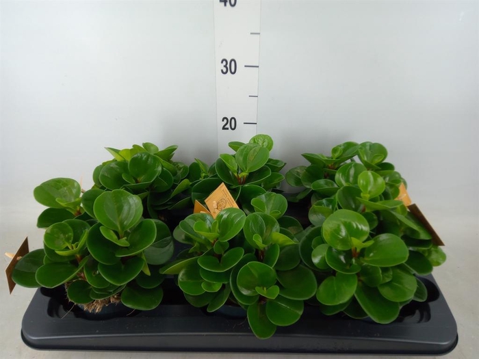 <h4>Peperomia obt. 'Green Gold'</h4>