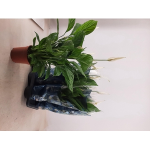 SPATH VIVALDI