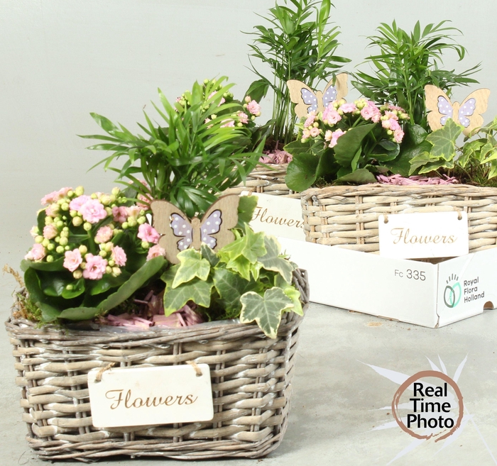 <h4>ARR KAMERPL</h4>