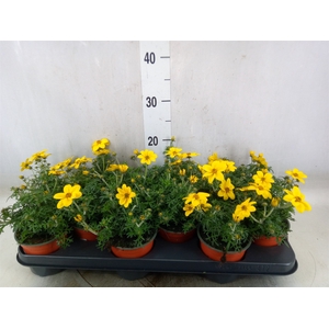 Bidens   ...