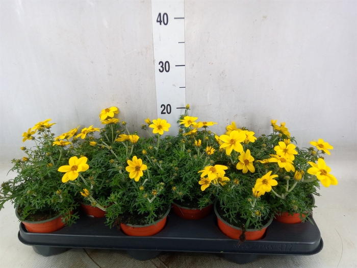 <h4>Bidens   ...</h4>