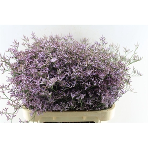 Lim Saf Lilac