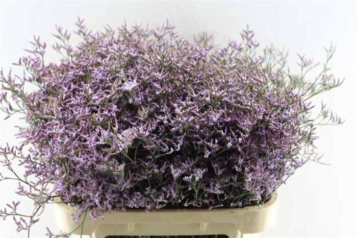 <h4>Lim Saf Lilac</h4>