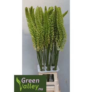 EREMURUS OBELISK