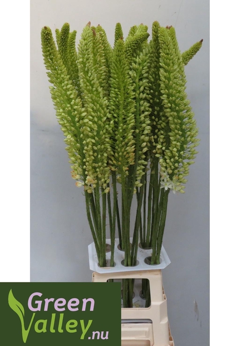 <h4>EREMURUS OBELISK</h4>