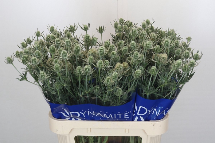 <h4>Eryngium Silver Dynamite</h4>