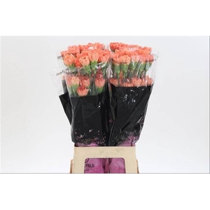 Di St Hermes Orange
