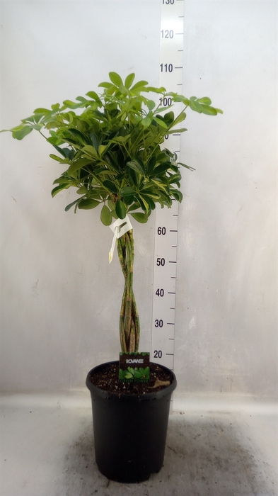 <h4>Schefflera arbor. 'Gold Capella'</h4>