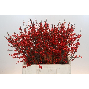 Ilex Rood
