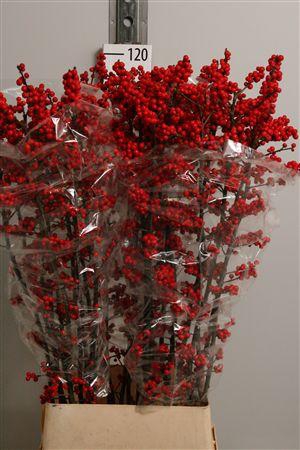 <h4>Ilex Ve Rode Bes</h4>