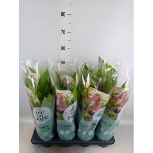 Spathiphyllum  'Strauss'