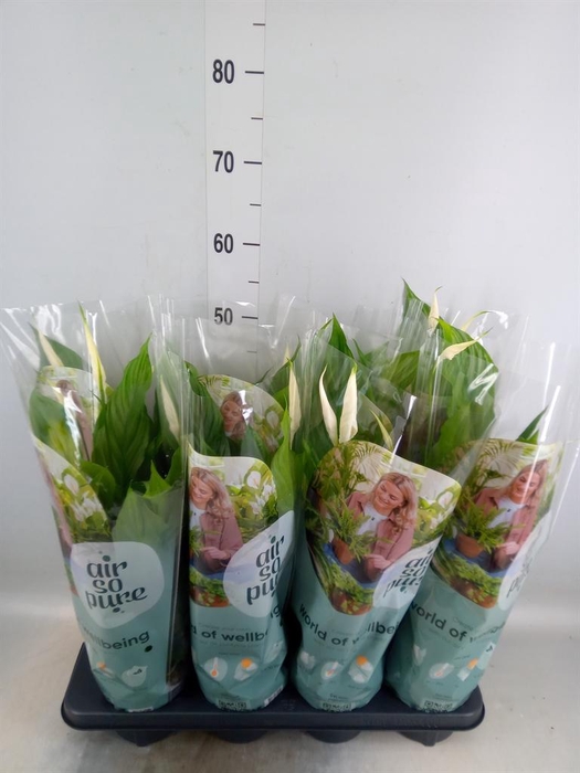 <h4>Spathiphyllum  'Strauss'</h4>