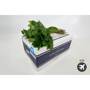 Salal Tips Blue Label (air)