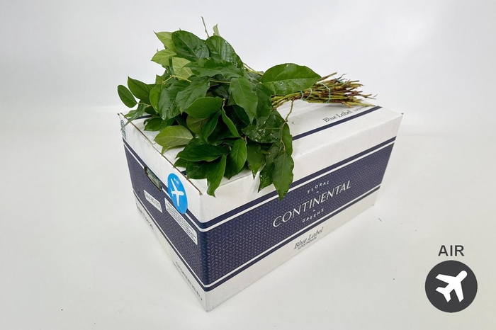 <h4>Salal Tips Blue Label (air)</h4>