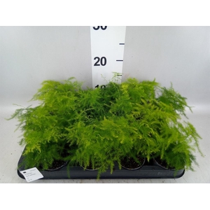 Asparagus setaceus