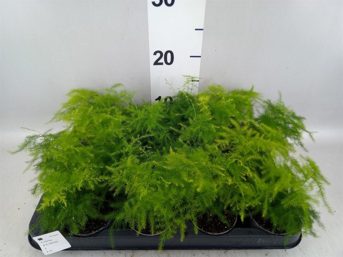 <h4>Asparagus setaceus</h4>