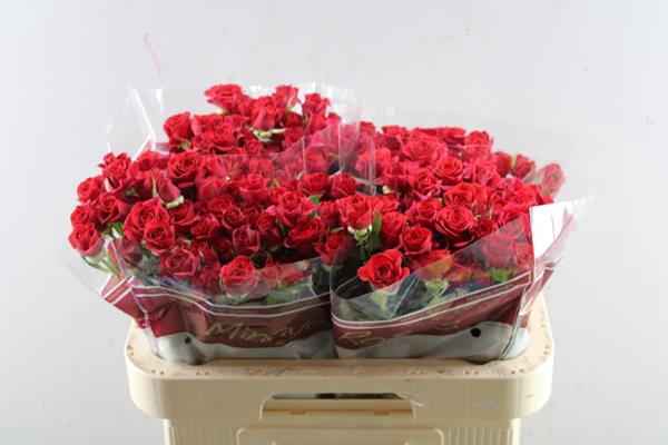 <h4>R Tr Mirabel L 60</h4>
