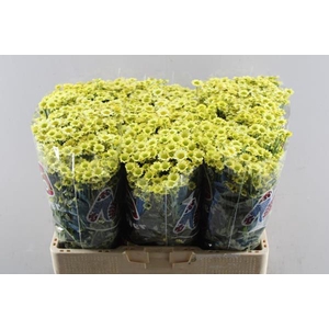 Chr San Mad Nyaka Creme