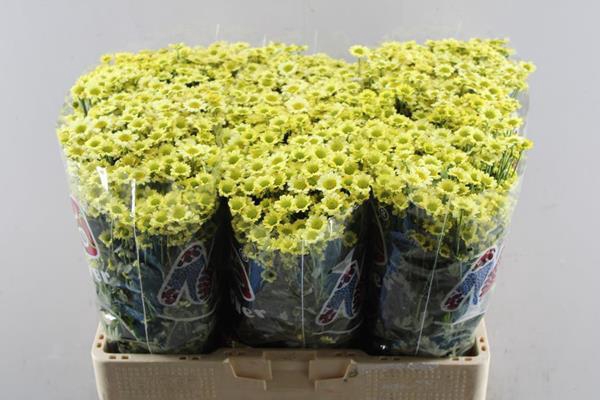 <h4>Chr San Mad Nyaka Creme</h4>