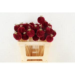 Stick Pomegranate V.6cm Burg.