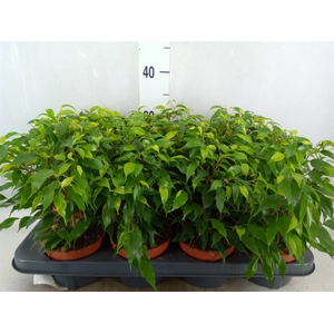 Ficus benja. 'Green Kinky'