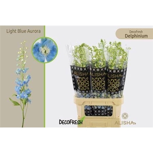 Delph Du Aurora L Blue
