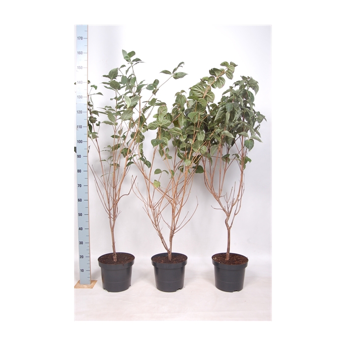 <h4>Cornus kousa mix 80-100</h4>