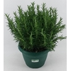Rosmarinus Officinalis Italië Deco pot