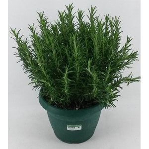Rosmarinus Officinalis Italië Deco pot