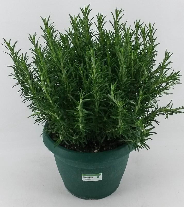 <h4>Rosmarinus Officinalis Italië Deco pot</h4>