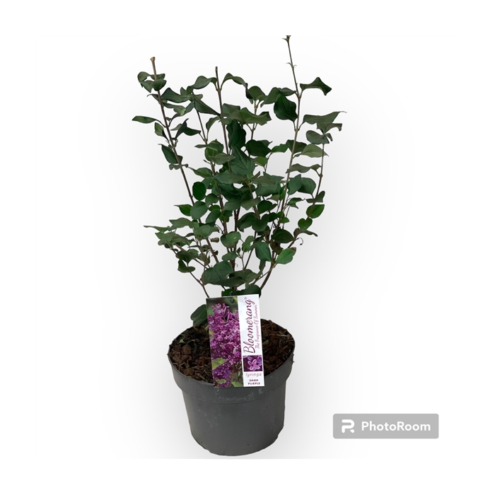 <h4>Syringa Bloomerang Dark Purple 40-50 C3</h4>