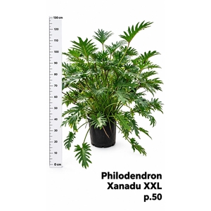 PHIL XANADU