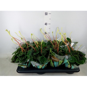 Peperomia caperata 'Lilian'