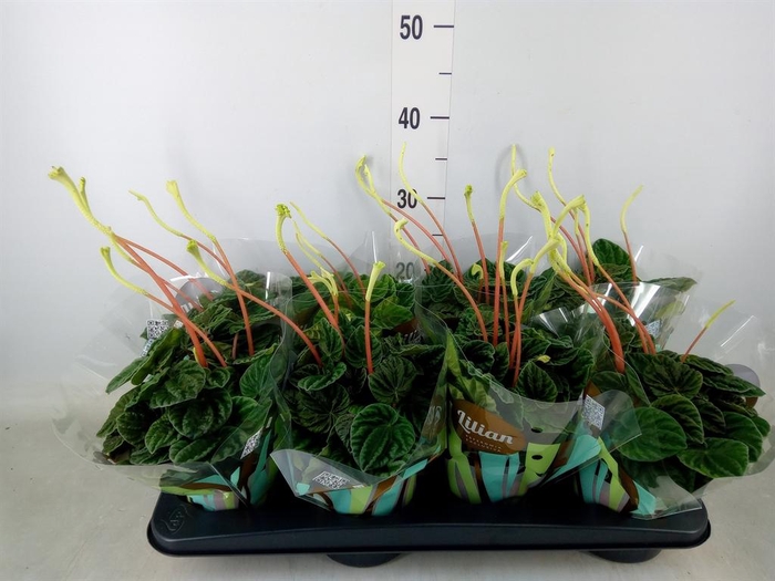<h4>Peperomia caperata 'Lilian'</h4>