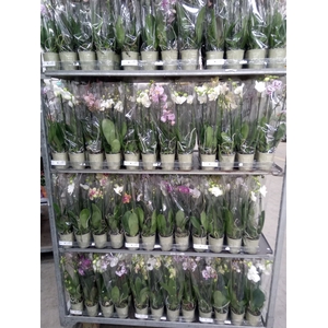 Phalaenopsis   ...mix