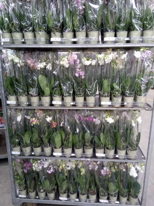 <h4>Phalaenopsis   ...mix</h4>